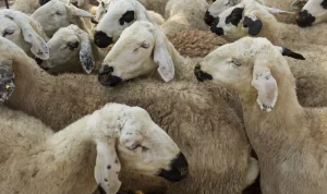 fête du mouton