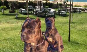 Les chiens