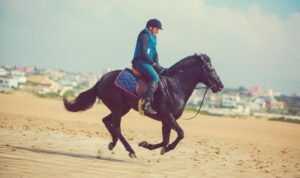 Randonnées à cheval sur le sable de la Méditerranée proposé par le complexe